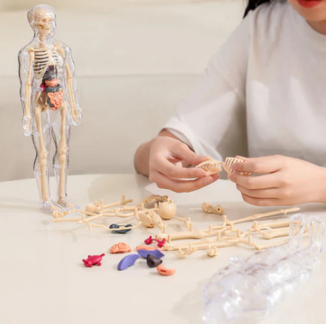 3D Educational Human Body Model for Learning 💡 📚